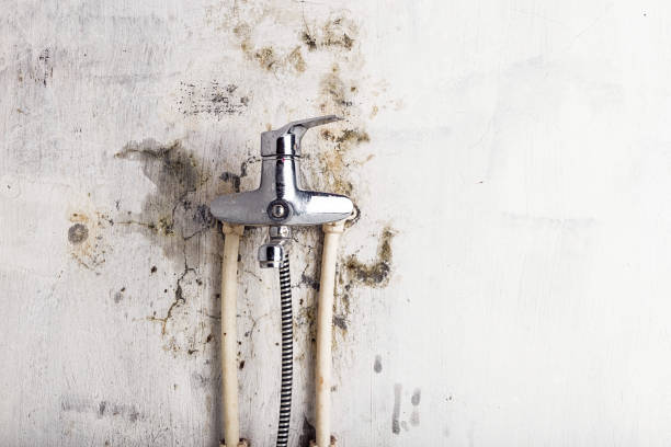 Best Post-Flood Mold Remediation in Versailles, OH