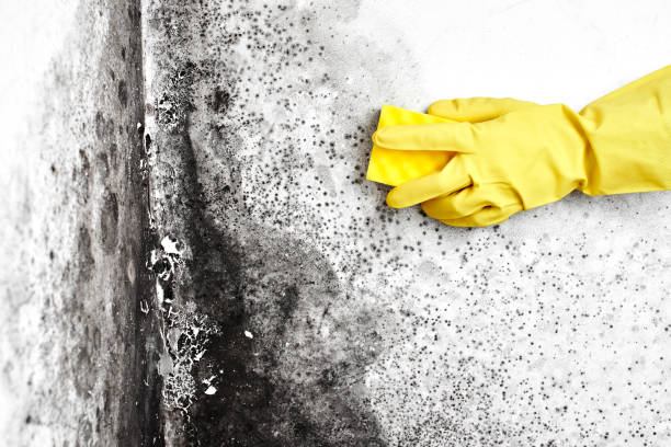Best Attic Mold Remediation in Versailles, OH