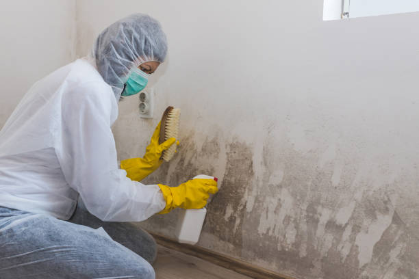 Best Basement Mold Remediation in Versailles, OH