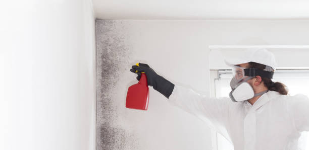 Versailles, OH Mold Remediation Company