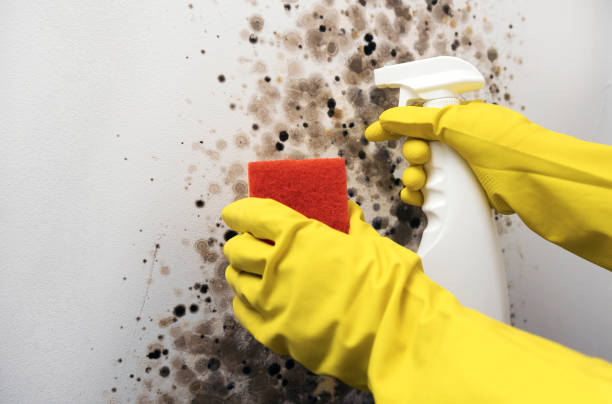 Best Emergency Mold Remediation in Versailles, OH
