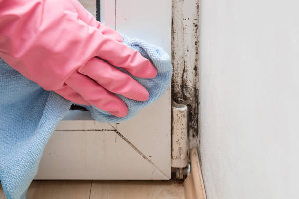 Best Mold Remediation for Specific Building Types in Versailles, OH