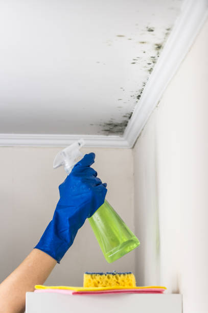 Best Kitchen Mold Remediation in Versailles, OH